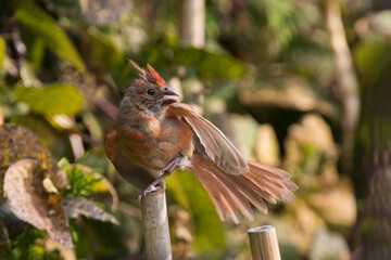 northern cardinal (Cardinalis cardinalis)
