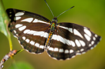 Butterfly - pestle is basking in the sun, close-up