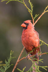 northern cardinal (Cardinalis cardinalis)