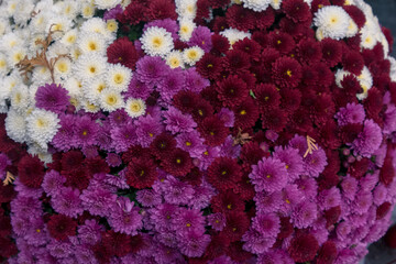 purple white chrysanthemum flower background
