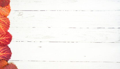 autumn. yellow leaves. fallen leaves of trees