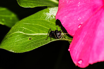 Ant on a leaf
