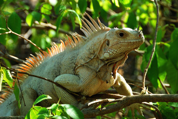 Iguana w naturalnym środowisku na jednej z karaibskich wysepek Grenadyny - obrazy, fototapety, plakaty