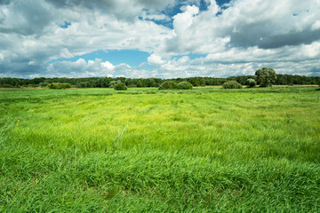 High green grass on the meadow and clouds on the sky