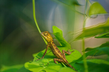 lizard on a leaf