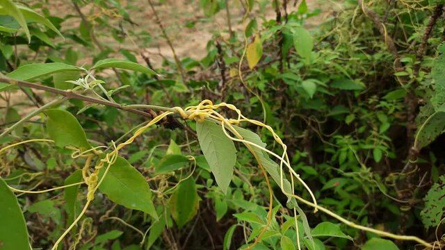 Cuscuta(Dodder)is a genus of over 200 species of yellow, orange,or red parasitic plants.Dodder can be identified by its thin stems appearing leafless,with the leaves reduced to minute scales. Amarbel.