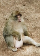 A monkey laughs, the monkey jokes 