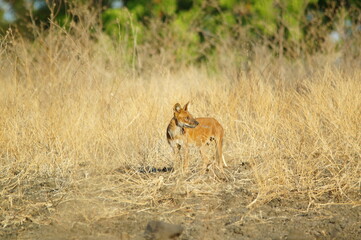 The dhole is a coyote that lives in Asia, especially in the south and east. Invite not the same as a wolf.