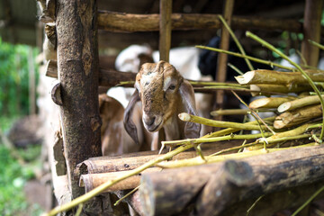 baby goat in the farm eating green grass, domestic animal portrait. Selective focus, film grain