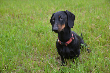 Black and tan dachshund in meadow on sunny day