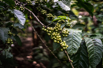 Raw green coffee beans on the tree. Arabica and robusta coffee beans on plantation. Soft focus,...