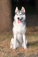 A young Siberian Husky female is sitting at the park. She has brown eyes and blue & white fur; the sun shines on her. Dried grass is around the dog, and a big tree trunk is in the background.