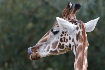 Giraffe