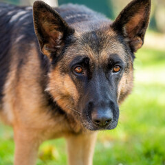 Loyal friend - German Shepherd close up, portrait