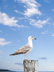 Sitzende Möwe in der Sonne und blauer Himmel