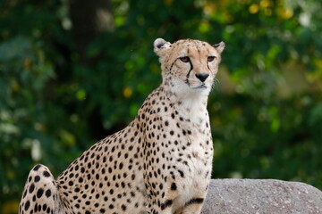 Gepard