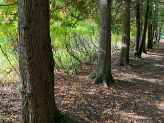 Autumn forest. A picturesque alley in the Park in the autumn season. Fallen yellow leaves under the trees. Indian summer in autumn.