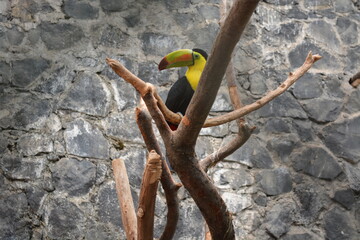 Tucan