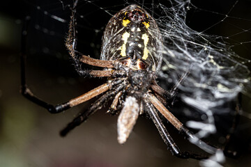 Banana Spider eating lunch