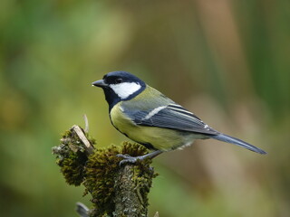 great tit (Parus major)