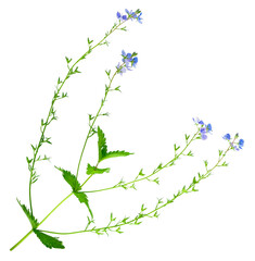 Flowering bush of germander speedwell (Veronica chamaedrys) isolated on white background