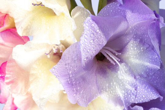 Beautiful gladioli (Gladiolus) in water drops, close-up. White, purple, and pink flowers, floral macro background