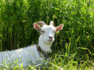 White goat smile