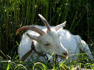 White goat