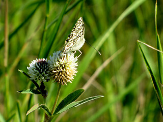 Butterfly and clover