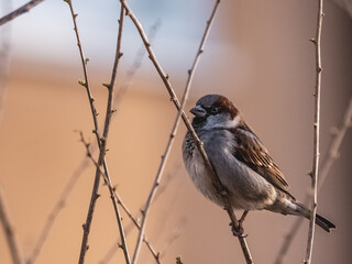 Naklejka premium House Sparrow perching on a branch