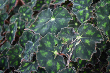 Closeup of Begonia leaves