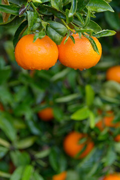 Mandarinas de la variedad clemenvilla en el árbol, pendientes de recolección. Valencia. España
