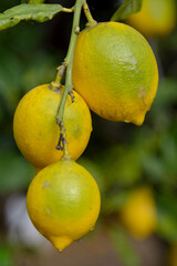 Limones en el árbol, pendientes de recolección. Valencia. España