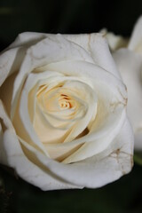 white rose closeup