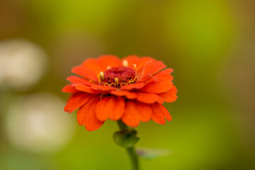 Bright orange elegant zinnia flowers in the garden.