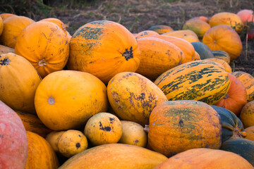 A group of multicolored pumpkins in garden on the ground after harvest. pile of orange, yellow and green pumpkins.