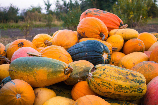 A group of multicolored pumpkins in garden on the ground after harvest. pile of orange, yellow and green pumpkins.