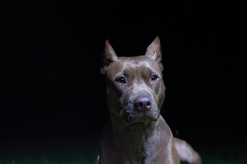 Sad good American Pit Bull Terrier outdoors at night.