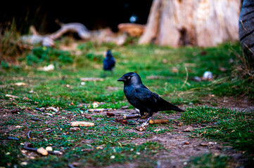 bird in a park