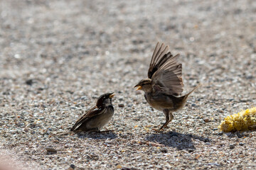 Two urban sparrows fight and flap for an ear of corn on a bright sunny day. Close-up with blurred background.