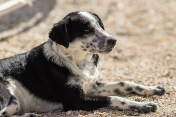 A beautiful kind dog with black and white spots lying on the sand on a bright sunny day. Black and white photo with blurred background.