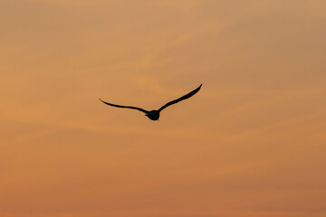 Die Silhouette einer fliegenden Möwe vor dem orangen Himmel eines Sonnenaufganges.