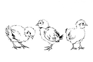 Three chicks hand-drawn with black ink and brush. Isolated on white