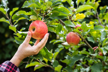 Hand picking red apple. Farmer harvesting fruit