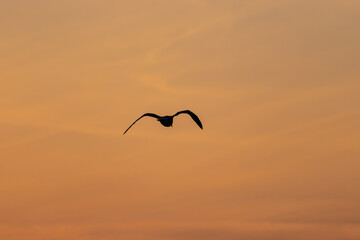 Die Silhouette einer fliegenden Möwe vor dem orangen Himmel eines Sonnenaufganges.