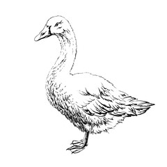 Goose drawn in black ink on a white background.