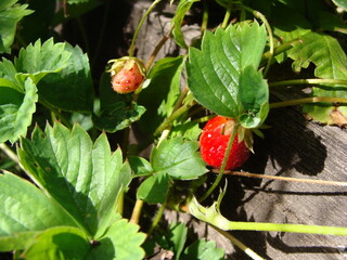 strawberry in the garden