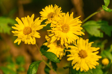 Heliopsis yellow close-up. Yellow blooming flowers in the garden in summer, bright petals and green leaves close-up on a Sunny day. Beautiful background of yellow flowers