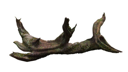 driftwood, dry tree branch with moss and barnacle isolated on white background