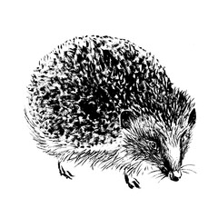 Hedgehog hand-drawn with black ink and brush. Isolated on white